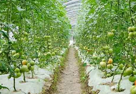 【陕西】硼肥厂用99.9硼酸